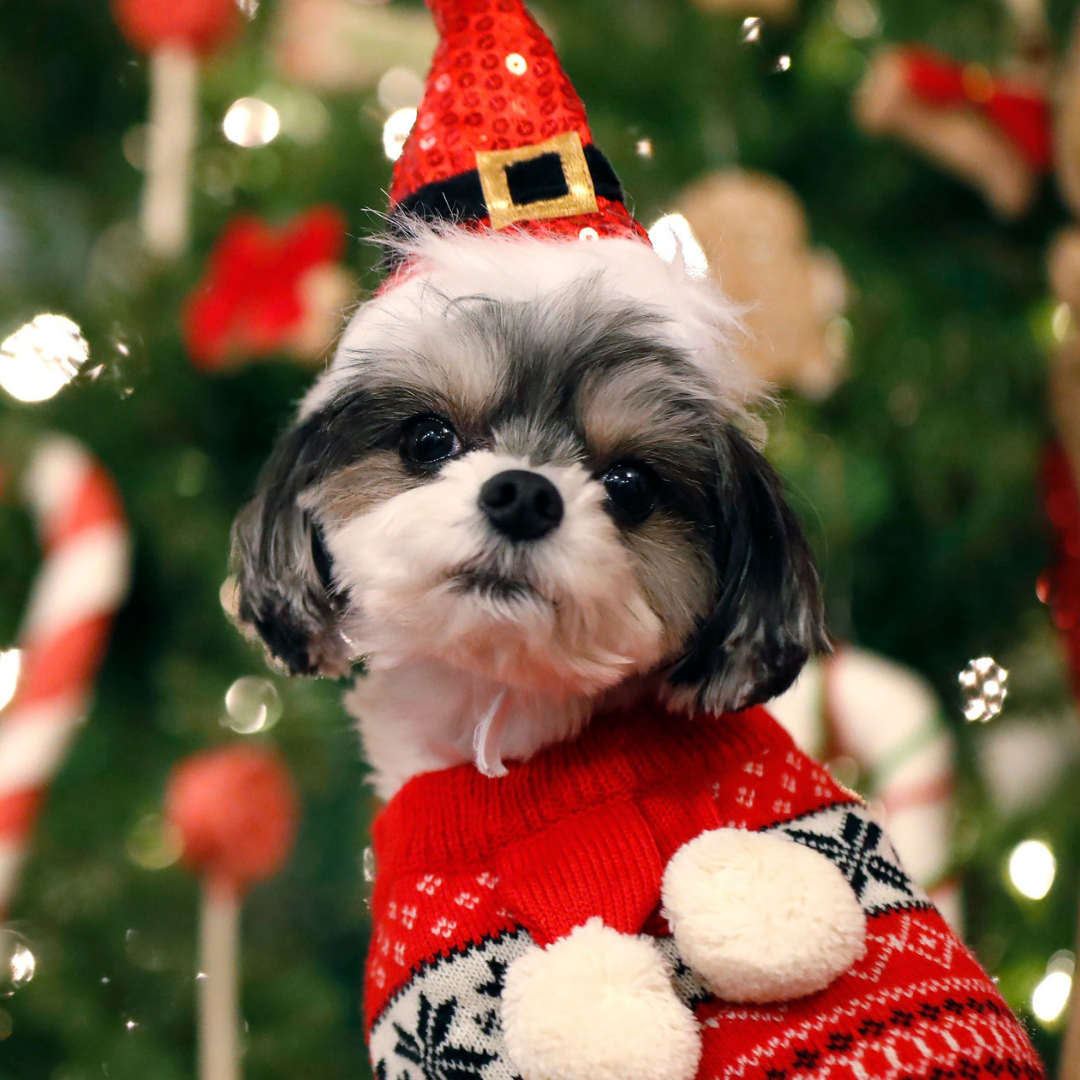 Christmas Decorating Ideas with Your Favorite Dogs